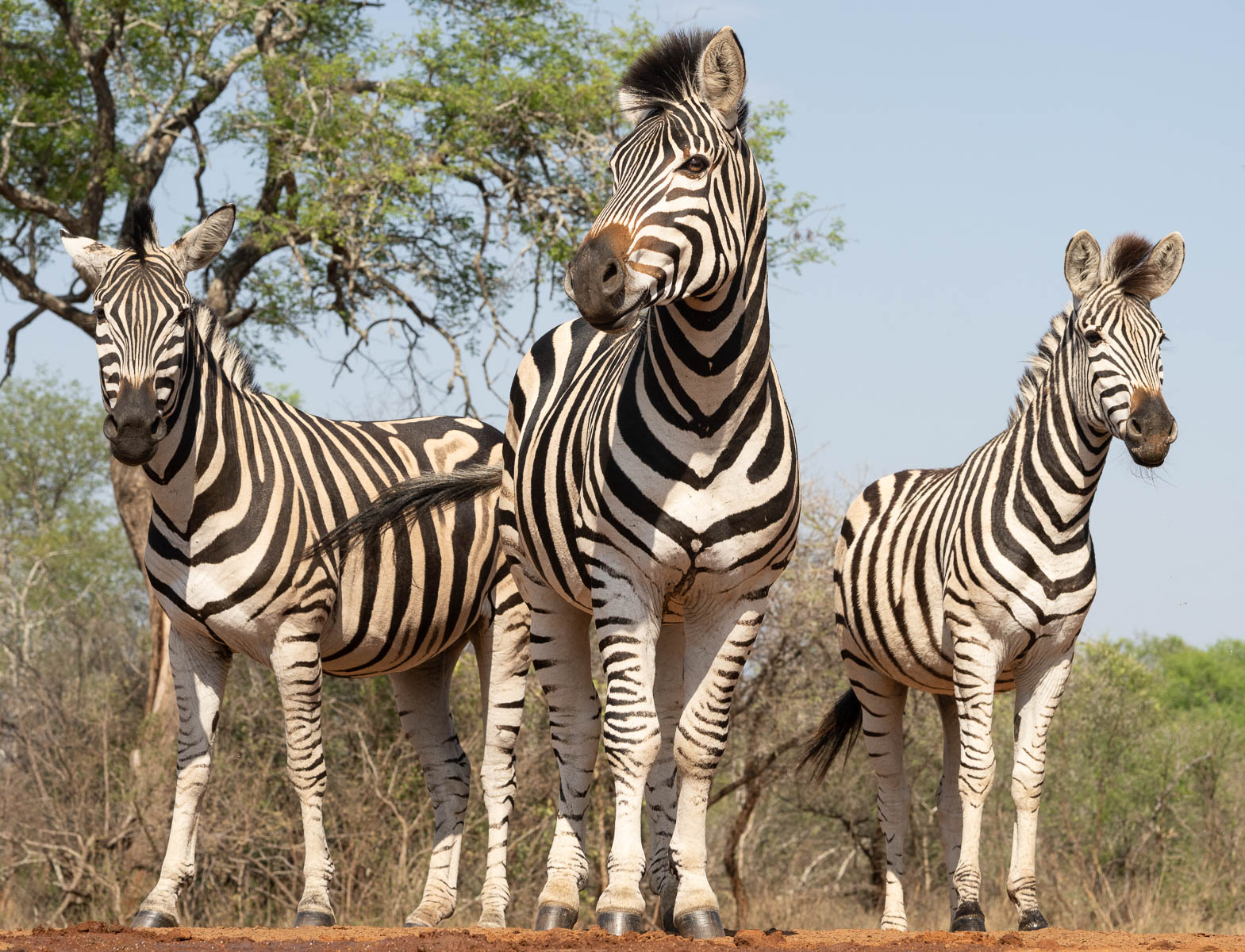 1st Place - Mike Tandy - Zebra Trio